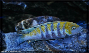 Cynotilapia zebroides 'Cobwe'